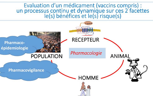 Pharmacovigilance des vaccins contre le COVID-19