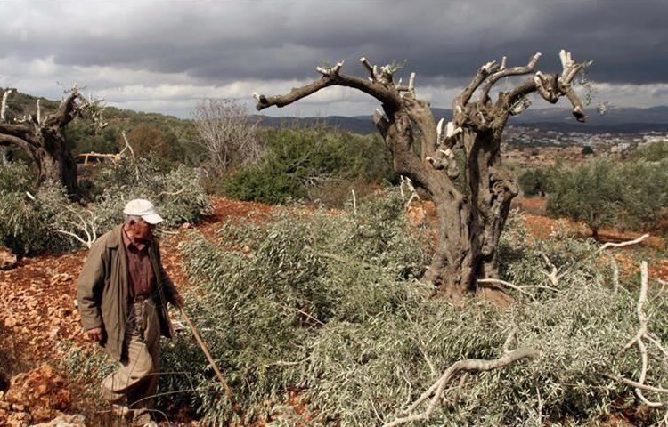 En Palestine, le harcèlement des colons perturbe comme tous les ans la récolte des olives