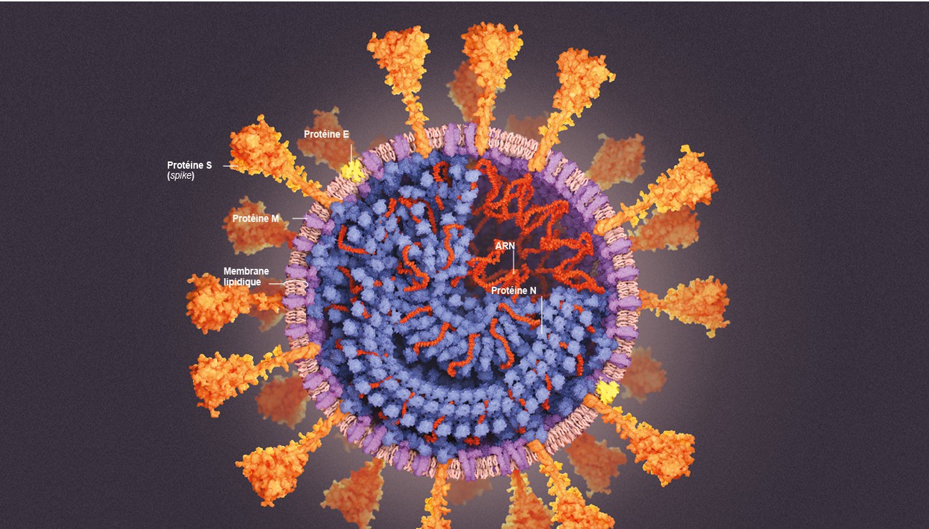 Personne ne prévient que la protéine spike cause des problèmes d’immunodéficience majeurs